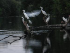 It was hard to tell if they were egrets or spirits on the water.